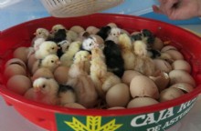 pollitos en incubadora